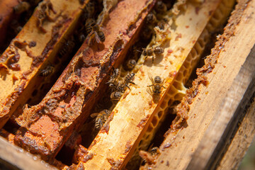 Open hive showing the bees swarming on a honeycomb..