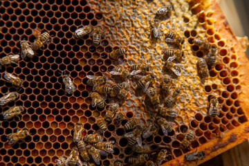 Working bees on honeycomb with sweet honey and pollen..