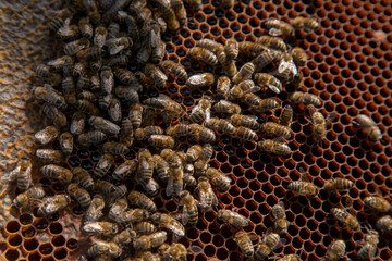 Working bees on the brown honeycomb with sweet honey..