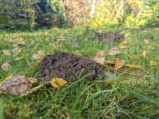 Maulwurfhügel im Herbst