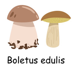 A flat vector of an edible mushroom isolated on a white background. Flat illustration graphic icon