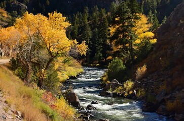 Beautiful fall scene with cottonwoods next to the south platte river  in  waterton canyon,...
