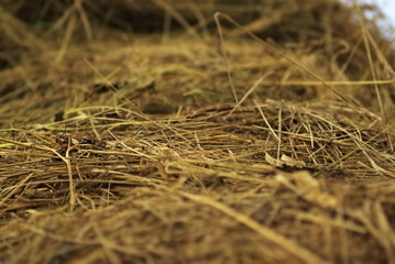 dry grass in a pile, only part of the grass is in focus. hay background.