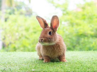 Brown cute rabbit sitting on grass with green nature background. Lovely action of young rabbit.
