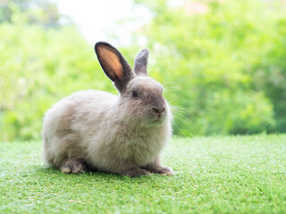 Gray cute rabbit sitting on grass with green nature background. Lovely action of young rabbit.