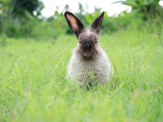 Wild rabbit sitting on grass with green nature background. Lovely action of wild rabbit in field.