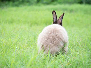 Back side of brown cute rabbit sitting on grass with green nature background. Lovely action of wild rabbit in field.