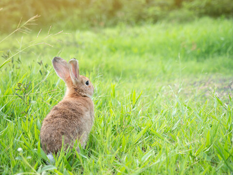 Back side of brown cute rabbit sitting on grass with green nature background. Lovely action of wild rabbit in field.
