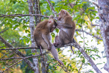 The  Asian monkey is cleaning and taking care of its lover.