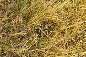 Autumn colors, the leaves of the grasses turn from green to yellow