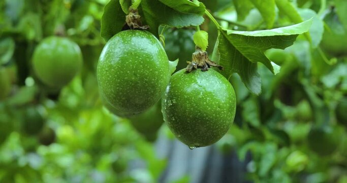 Close-up full of passion fruit fruit on a trellis