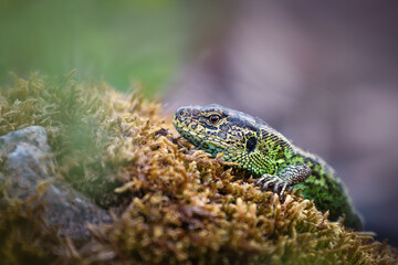 The sand lizard (Lacerta agilis) is a lacertid lizard distributed across most of Europe from France...