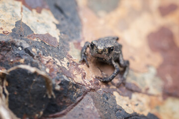 Single baby frog on a stone. The common toad, European toad, or in Anglophone parts of Europe, simply the toad (Bufo bufo, from Latin bufo 