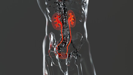 renal system, Kidneys, medically accurate male anatomy organ scan, excretory system, 3d render	
