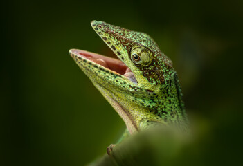 The knight anole (Anolis equestris) is the largest species of anole in the Dactyloidae family. Knight anoles are native to Cuba, but have been widely introduced into South Florida.