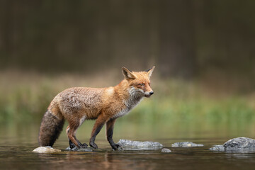 Hunting red fox patiently and focused waiting and standing on stones crossing the lake. Amazing...