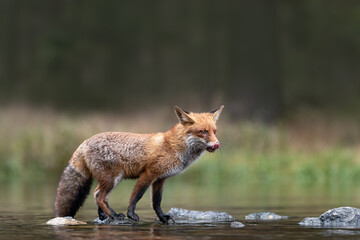 Hunting red fox patiently and focused waiting and standing on stones crossing the lake. Amazing...