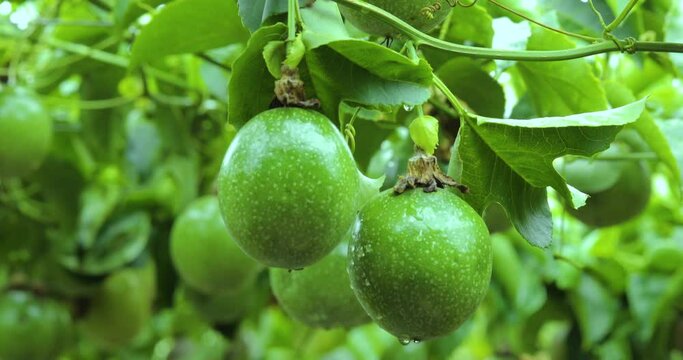 Close-up full of passion fruit fruit on a trellis