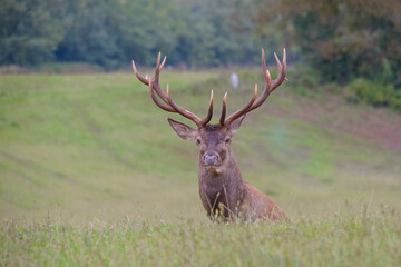 portrait of a stag near a corn field