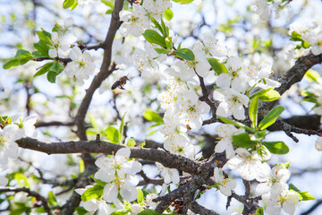 Honeybee on white flower of apple tree collecting pollen and nectar to make sweet honey with medicinal benefits..
