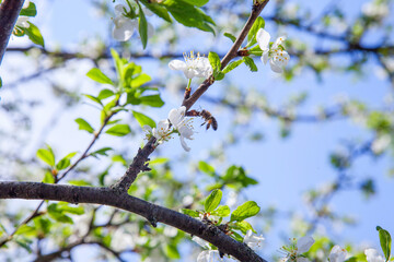 Honeybee on white flower of apple tree collecting pollen and nectar to make sweet honey with medicinal benefits..