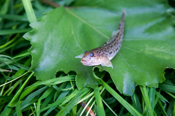Close up view of freshwater bullhead fish or round goby fish just taken from the water on big green...