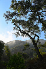 Oak Tree in Romero Canyon, Montecito, California
