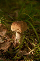 Boletus mushroom in the wild. Porcini mushroom grows on the forest floor at autumn season..
