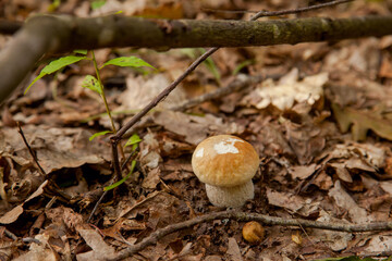 Single Boletus mushroom in the wild. Porcini mushroom grows on the forest floor at autumn season..
