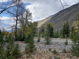 Fototapeta na wymiar Nature of the Altai Mountains. Beautiful autumn background.