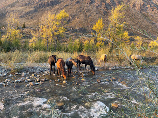 Naklejka premium Horses at a watering place in the mountains. horses at the river against a background of mountains.
