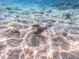 Close up view of Hipposcarus longiceps or Longnose Parrotfish (Hipposcarus Harid) at coral reef..