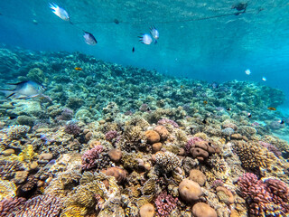 Fototapeta na wymiar Underwater life of reef with corals and tropical fish. Coral Reef at the Red Sea, Egypt.