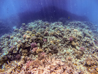 Bluespotted cornet fish, smooth cornet fish or smooth flutemouth at coral reef..