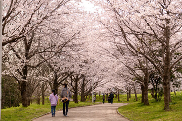山田池公園の桜