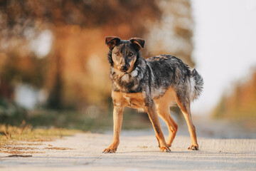 cute dog mongrel outdoors autumn location