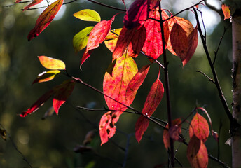 Bright autumn leaves on thin branches of a forest shrub. Backlit solar lighting. Nature of Eastern Siberia.