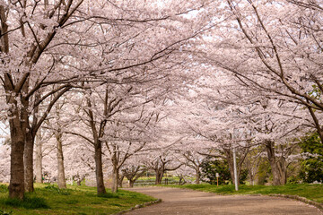 Fototapeta na wymiar 山田池公園の桜