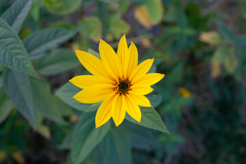 żółty kwiat, topinambur