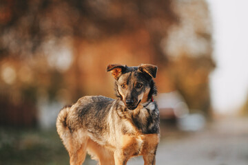 cute dog mongrel outdoors autumn location