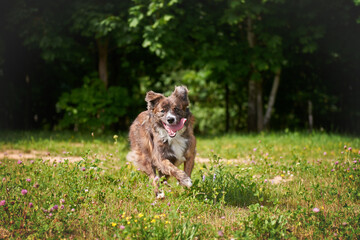 Dog metis tricolor runs on the lawn, catching dogs