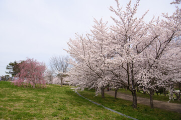 Fototapeta na wymiar 山田池公園の桜