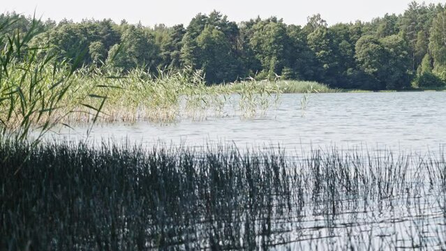 cane and reed in seen at Wdzydze Lake shore in Kaszubski park krajobrazowy in Pomeranian Voivodeship; poland. Static shot