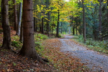 Road through the dark summer forest.