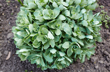 Close-up of beautiful Sedum plant, top view. Family name Crassulaceae, Scientific name Sedum. Selective focus, blurred background