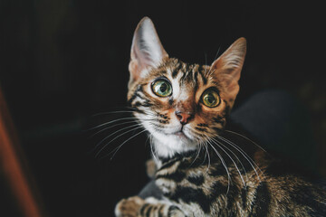 Fototapeta na wymiar bengal cat cute kitten on a beautiful background