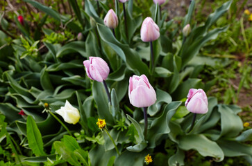 Beautiful tulip flowers blooming in a garden. Beauty tulip plant in the spring garden in rays of sunlight in nature. Blur background with bokeh image, selective focus