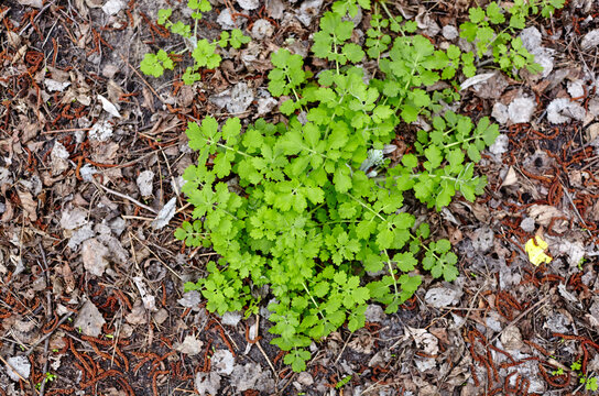 Close-up of beautiful Chelidonium plant at forest, top view. Family name Papaveraceae, Scientific name Chelidonium. Selective focus, blurred background