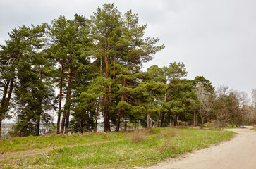 Obraz premium Pine tree forest. Beautiful summer forest on a summers day