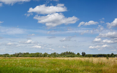 Obraz premium Beautiful summer rural landscape. Meadow with trees and grass against the clouds sky